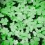 shamrock